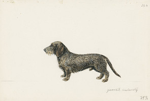 Jindřich Krejča – Jazvečík hrubosrstý 