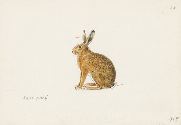 Jindřich Krejča – Zajac poľný