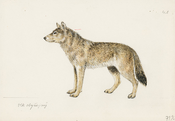 Jindřich Krejča – Vlk obyčajný