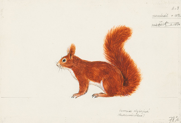 Jindřich Krejča – Veverica obyčajná (hrdzavočervená)