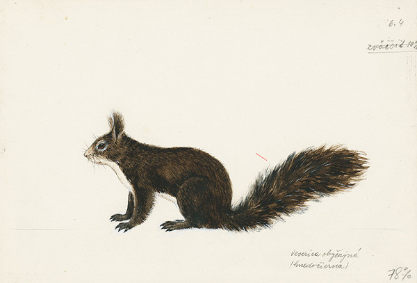 Jindřich Krejča – Veverica obyčajná (hnedočierna)