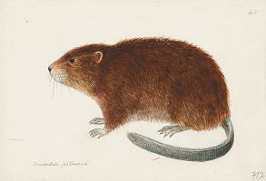 Jindřich Krejča – Ondatra pižmová 