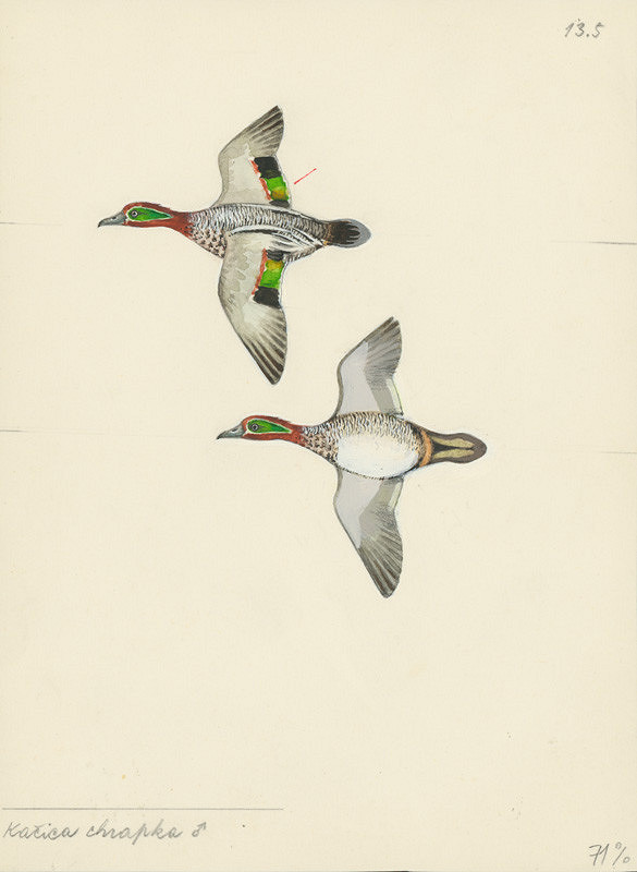 Jindřich Krejča – Kačica chrapka - samec 