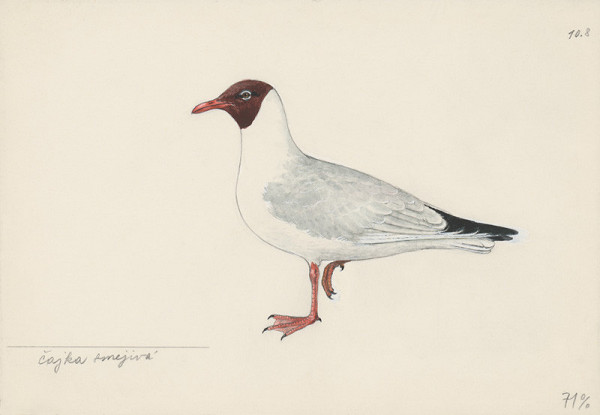 Jindřich Krejča – Čajka smejivá