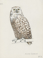 Jindřich Krejča – Belaňa tundrová 