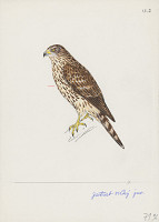 Jindřich Krejča – Jastrab veľký juvenilný 