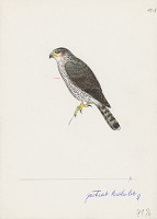 Jindřich Krejča – Jastrab krahulec - samica 