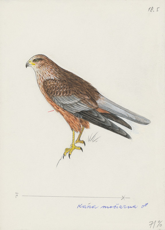 Jindřich Krejča – Kaňa močiarna - samec 