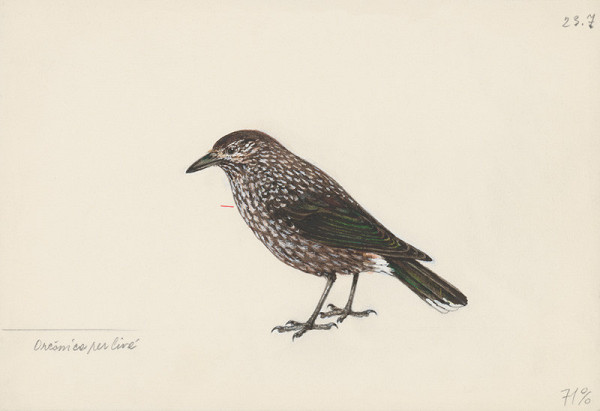 Jindřich Krejča – Orešnica perlivá 