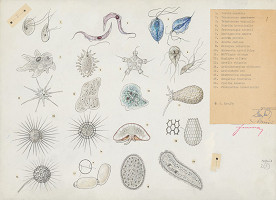 Jindřich Krejča – Jednobunkovce 