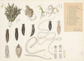 Jindřich Krejča – Hubky, polypy, červovité  