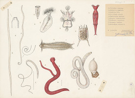 Jindřich Krejča – Červy 