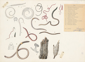 Jindřich Krejča – Dážďovky 