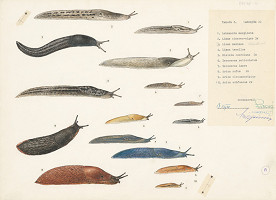 Jindřich Krejča – Slizniaky 