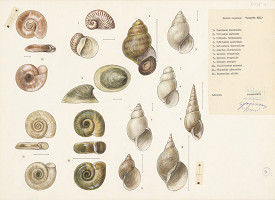 Jindřich Krejča – Ulity 