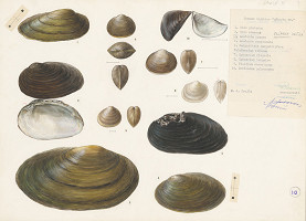 Jindřich Krejča – Lastúrniky 