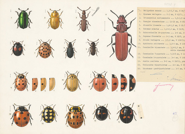 Jindřich Krejča – Lienky 