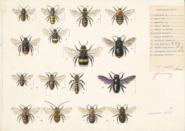 Jindřich Krejča – Včely, čmele 