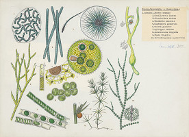 Jindřich Krejča – Sinice a riasy 