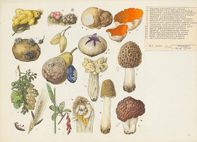 Jindřich Krejča – Huby I. 