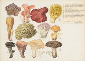 Jindřich Krejča – Huby II. 