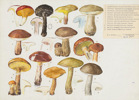 Jindřich Krejča – Huby IV. 