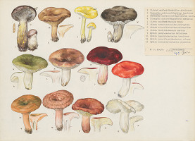 Jindřich Krejča – Huby VI. 