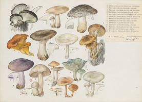 Jindřich Krejča – Huby VII. 