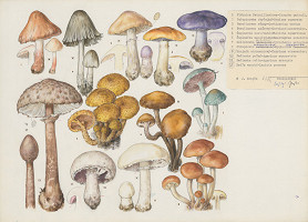 Jindřich Krejča – Huby IX. 