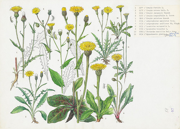 Jindřich Krejča – Astrovité II. 