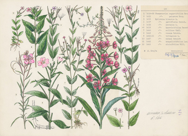 Jindřich Krejča – Pupalkovité 