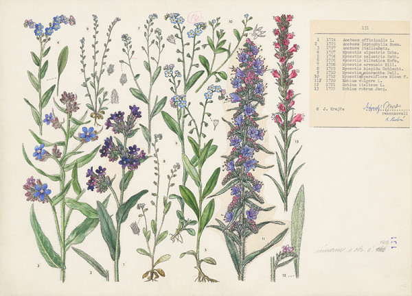 Jindřich Krejča – Nezábudky 