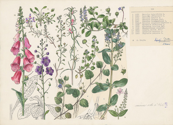 Jindřich Krejča – Náprstník, krtičníkovité 