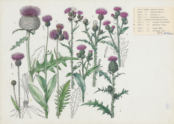 Jindřich Krejča – Bodliaky, pichliače