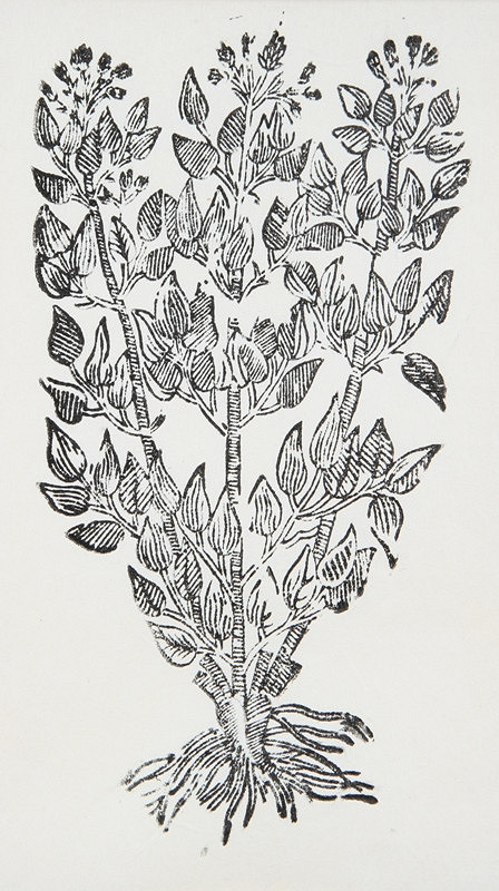 Neznámy autor – Rastlina 