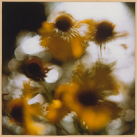 Martin Martinček – Rozkvitnutý deň I 