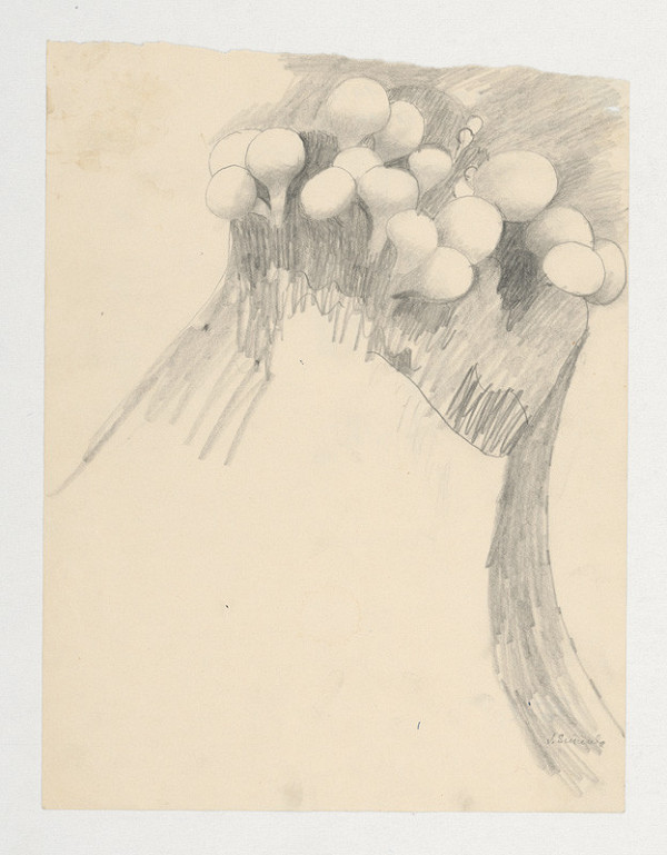 Jozef Sušienka – Štúdia húb na pni 