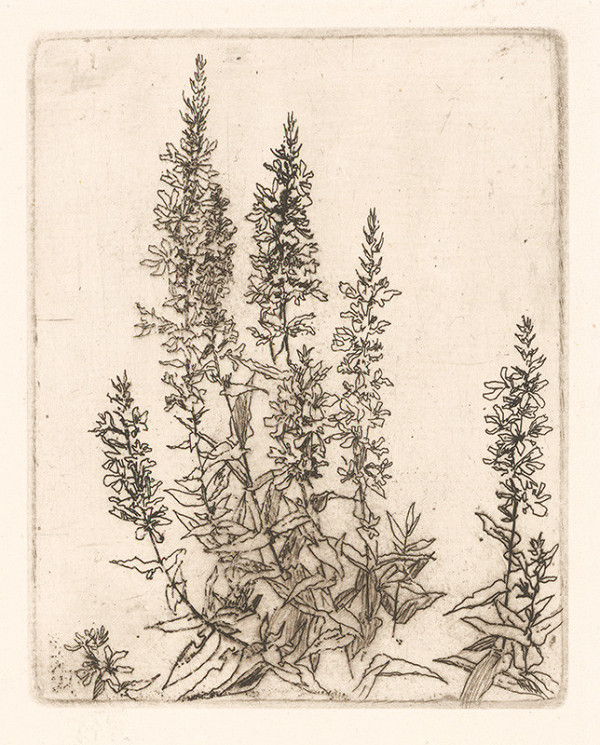 Jaroslav Vodrážka – Šalvia I. 