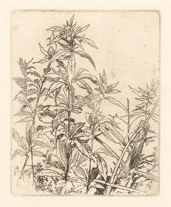 Jaroslav Vodrážka – Štúdia rastlín I. 