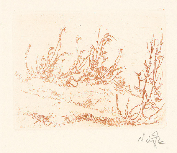 Jaroslav Vodrážka – Borievky 