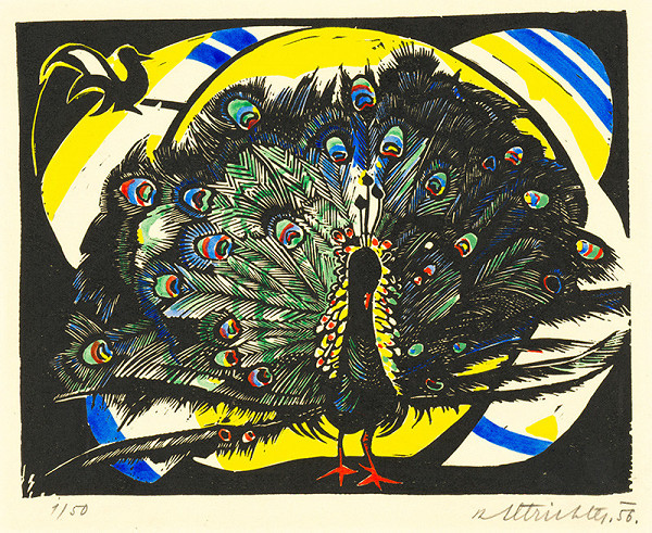 Rudolf Altrichter – Páv - novoročenka 