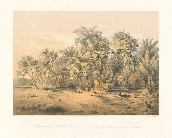 Karol Ľudovít Libay – Palmový les poniže Kenneh 