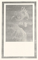 Jana Želibská – Posledné kŕmenie IV. 