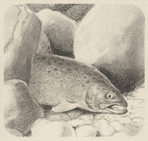 Fedor Klimáček – Pstruh I.