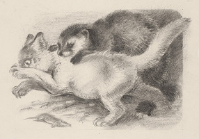 Fedor Klimáček – Tchor 