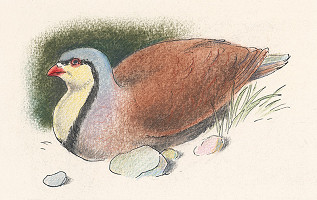 Fedor Klimáček – Hlúpe opičky 