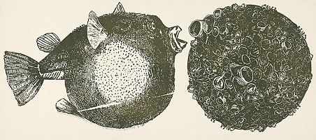Igor Ďurišin – Ryba pojedajúca planéty žiab 