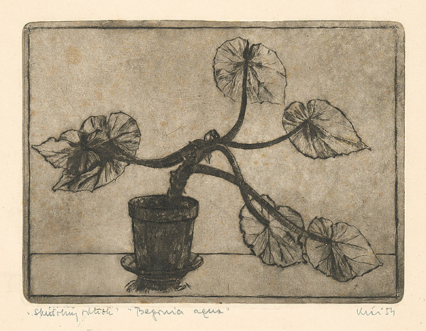 Fero Kráľ – Begonia aqua 