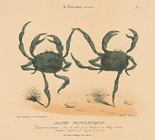 Henry Monnier – Danse fantastique 