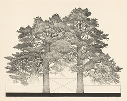 Herald Eelma – Borovice v Tapurle 